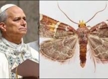 scoperta una nuova falena il suo nome e una dedica a papa leone 2