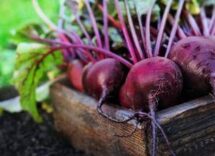 sforzo fisico ricerca italiana spiega ruolo dei nitrati della barbabietola 2