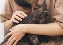 asma nei bambini uno studio assolve i gatti nessun rischio da convivenza con i mici 2