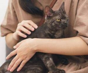 asma nei bambini uno studio assolve i gatti nessun rischio da convivenza con i mici 2