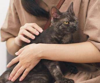asma nei bambini uno studio assolve i gatti nessun rischio da convivenza con i mici 2