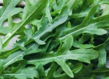 dalla rucola un aiuto contro obesita e glicemia alta lo studio 2