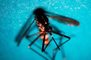 estate allarme zanzare con caldo ciclo piu rapido e rischio dengue west nile 2