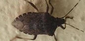malattia di chagas spaventa lamerica latina circa 6 mln convivono con linfezione parassitaria 2