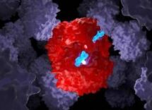 talassemia e anemia falciforme la forbice molecolare funziona anche nei bambini 2