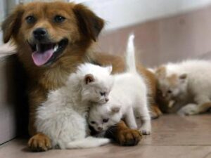 acqua sempre disponibile e attenzione a superfici calde 5 consigli per proteggere cani e gatti in estate 2