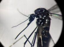 dengue in focolai in italia prevale trasmissione a breve distanza entro 400 metri 2