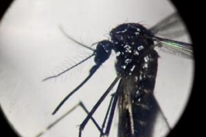 dengue in focolai in italia prevale trasmissione a breve distanza entro 400 metri 2