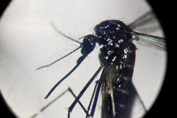 dengue in focolai in italia prevale trasmissione a breve distanza entro 400 metri 2