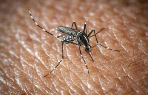 loms lancia lallarme il virus west nile cresce in europa 21 casi in italia 2