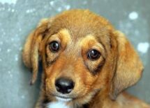 cane e padrone la somiglianza non e un caso lo legge come un libro aperto 2