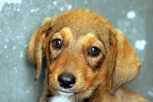 cane e padrone la somiglianza non e un caso lo legge come un libro aperto 2