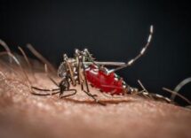 cose la malaria la febbre palustre portata dalle zanzare che ora spaventa la germania 2