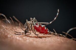 cose la malaria la febbre palustre portata dalle zanzare che ora spaventa la germania 2