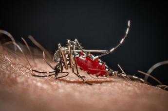 cose la malaria la febbre palustre portata dalle zanzare che ora spaventa la germania 2