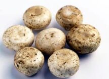 da funghi champignon possibile azione anti cancro prostata si studia meccanismo 2