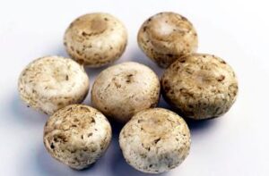da funghi champignon possibile azione anti cancro prostata si studia meccanismo 2