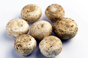 da funghi champignon possibile azione anti cancro prostata si studia meccanismo 2