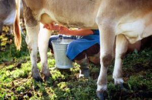 latte crudo e batteri le regole per non correre rischi 2