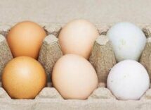 uova bianche o marroni quali sono migliori ecco cosa dice la scienza 2