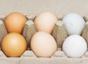 uova bianche o marroni quali sono migliori ecco cosa dice la scienza 2