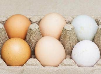 uova bianche o marroni quali sono migliori ecco cosa dice la scienza 2