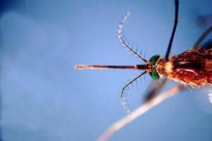 west nile infezioni in crescita 312 casi confermati e 13 decessi da inizio anno 2