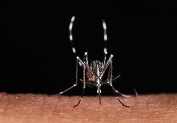 zanzare a scatenarle non e solo il caldo un mix di fattori le accende 2