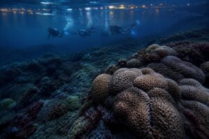 Cladocora caespitosa: la barriera corallina mediterranea in pericolo