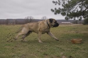 Crocchette per cani adulti: ingredienti naturali e benefici per la salute