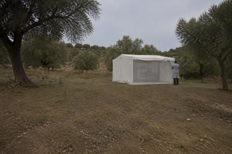 Febbre del Nilo in Sardegna: aggiornamenti sui casi nella provincia di Oristano