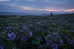 Scopri i benefici della Malva Sylvestris per il benessere gastrointestinale