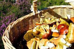alimenti torna la raccolta di funghi tossicologo mannaioni controllateli sempre 2