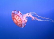 medusa ortica cosi provoca dolore e morte delle cellule eparina protegge dal veleno 2