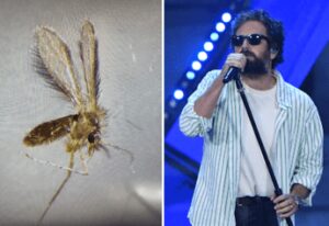 toscana virus cose pregliasco non sottovalutare tra luglio e settembre picco pappataci 2