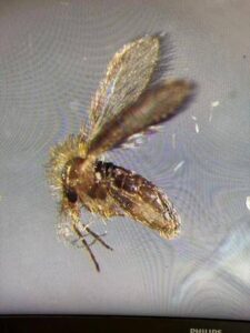 tutto sui pappataci vettori del toscana virus sempre piu diffusi al nord 2