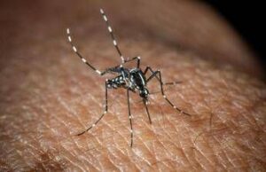 usutu in italia un altro virus trasmesso dalle zanzare i sintomi 2