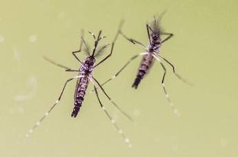 zanzare e virus cresce lattenzione in italia 700 casi di west nile e 312 di dengue 2