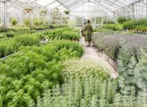 Fitoterapia: come integrare i rimedi naturali nella tua routine di salute