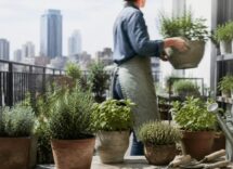 Piante aromatiche per il balcone: guida alla scelta e coltivazione