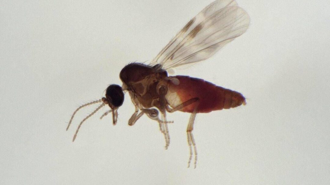virus shamonda chi lo trasmette limputato e il culicoides identikit del moscerino pungente 2