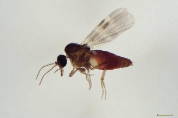 Virus Shamonda, chi lo trasmette? L’imputato è il Culicoides: identikit del ‘moscerino pungente’