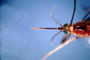 west nile prima vittima in liguria 86enne muore a genova bassetti massima attenzione 2