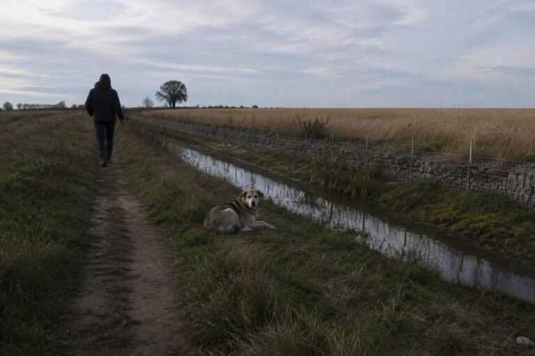 Salvato il cane che spaventava i residenti di Mosso: era solo un randagio