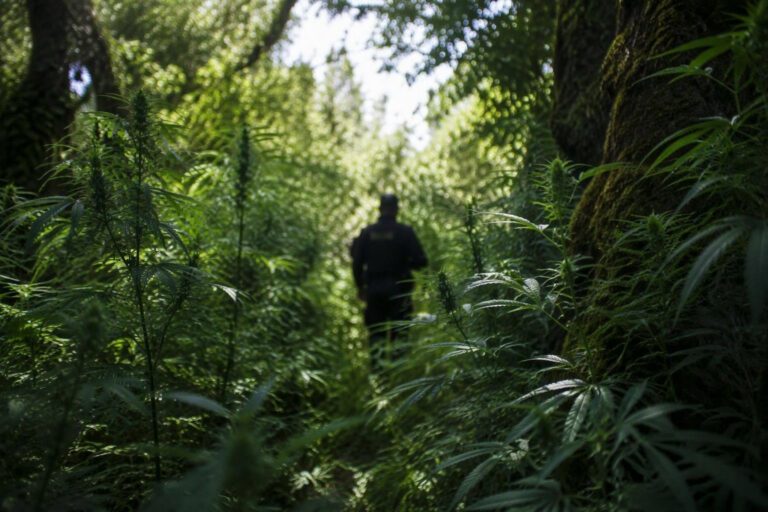 Street artist ‘Cibo’ fermato con una ventina di piante di cannabis a San Giovanni Lupatoto
