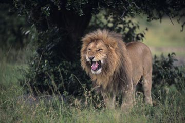 african safari 2
