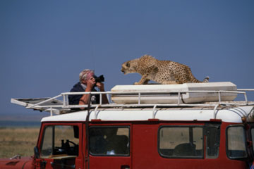 safari 2