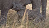 familysafaridhblog