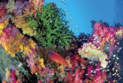great barrier reef