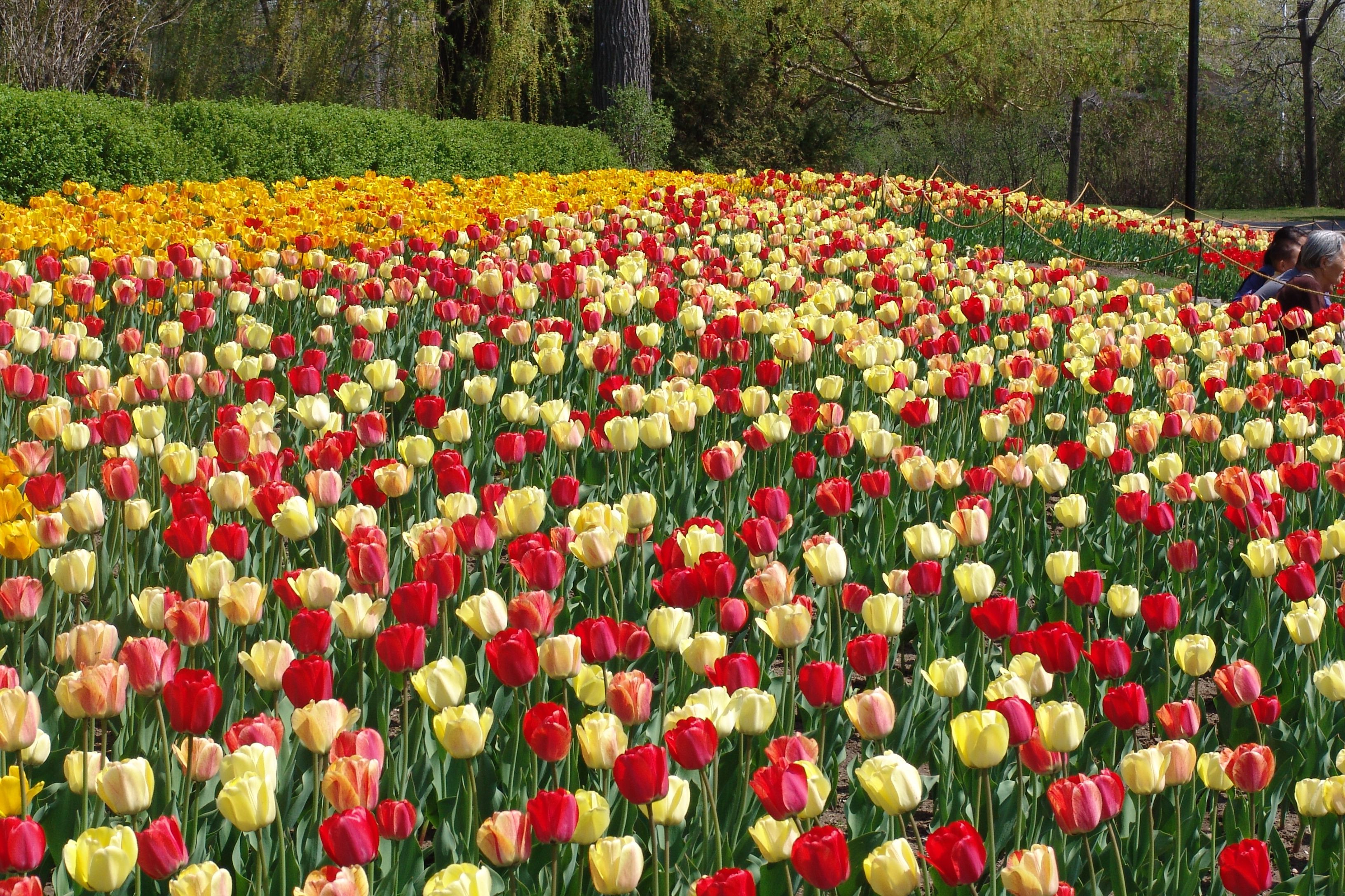 Tulip Festival 2006   Dows Lake 17